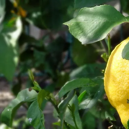 La Casa Dei Limoni Отель типа 