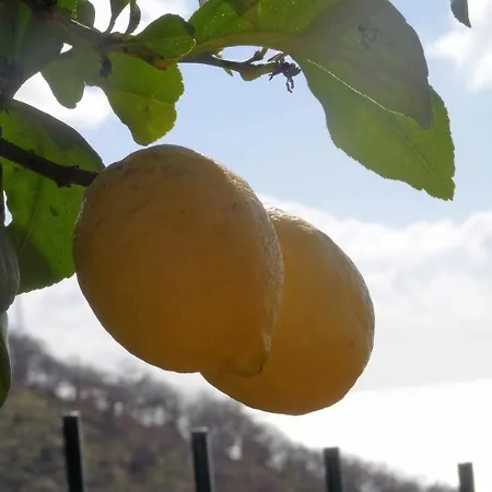 La Casa Dei Limoni