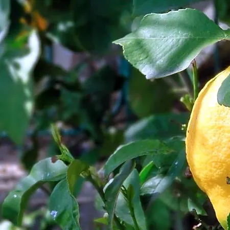 La Casa Dei Limoni 3*