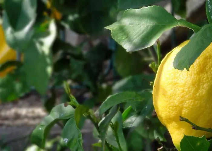 La Casa Dei Limoni Bed & Breakfast